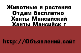 Животные и растения Отдам бесплатно. Ханты-Мансийский,Ханты-Мансийск г.